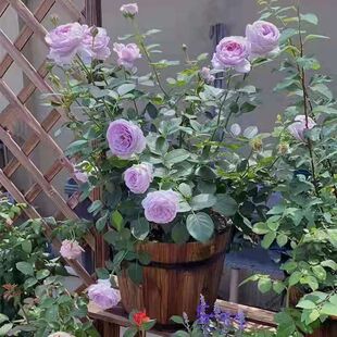 �¼����玧�����ļ������^�p�Gֲ�������̨ͥԺ�Nޱ�¼�����