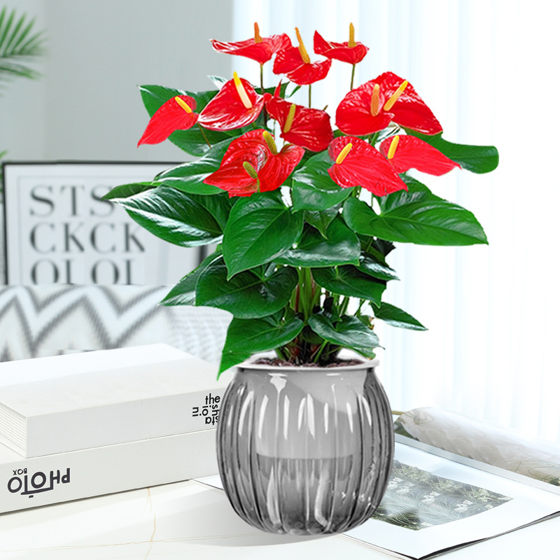 [인터넷 연예인 신제품] 프리미엄 안스리움 + 회색 호박 흡수통 + 영양액