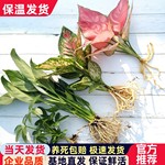 水培植物室内吉利红绿植绿萝花卉小盆栽富贵竹四季水生白掌龟背竹