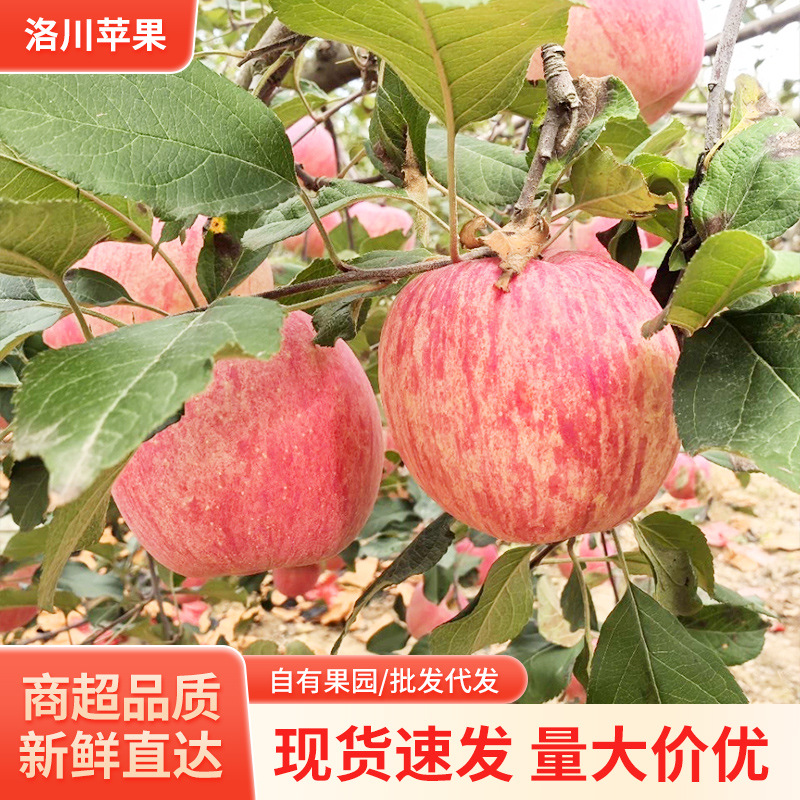 陕西苹果iphone洛川苹果24枚90苹果产地生鲜水果新鲜应季脆甜整箱
