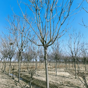 �������l�G����ľ�t�~�� �@�־G���е��� �^�p�� ���@ ��· С�^