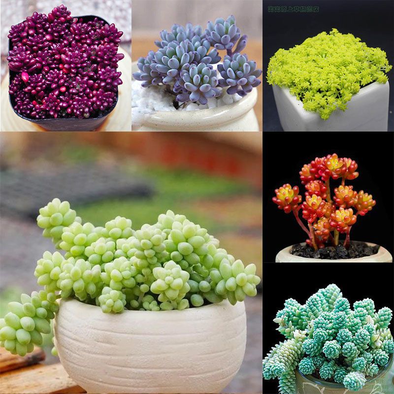 Succulent plants New products Wang house combination Package Fleshy indoor Potted plant Potted plant Amazon