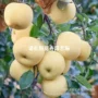 烟台种植盆栽地栽苹果苗