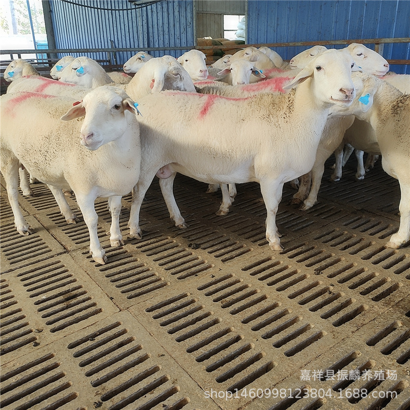 澳洲白 白头杜泊绵羊羊羔 杜泊羊活体 澳洲白绵羊价格