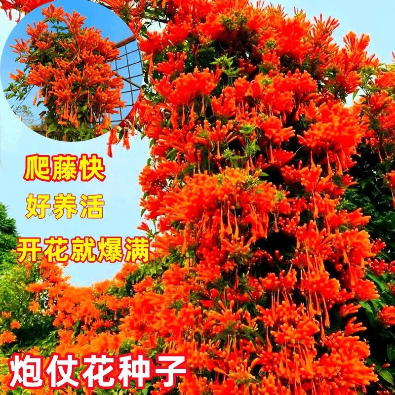 【跨境供货】炮仗花种子四季爬藤开花植物庭院阳台盆栽垂吊花卉子