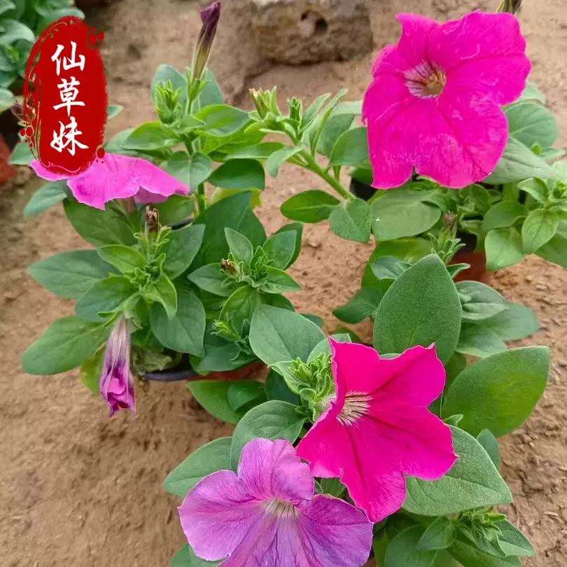 牵牛盆栽 垂钓牵牛公园绿化草花矮牵牛 广场绿化租摆花卉垂吊牵牛
