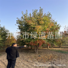 造园丛生五角枫大树庭荫五角枫行道树北方园林植物丛生元宝枫苗木