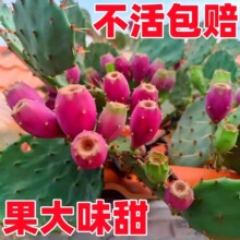 食用结果仙人掌宝塔黄大刺米邦塔仙人掌火龙果红花大仙人掌果树苗