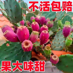 ʳ�ýY�������ƌ����S����װ��������ƻ������t���������ƹ�����