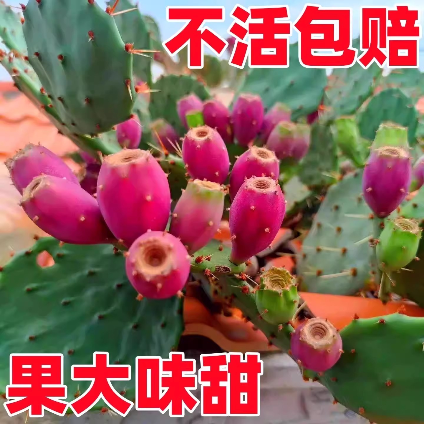食用结果仙人掌宝塔黄大刺米邦塔仙人掌火龙果红花大仙人掌果树苗