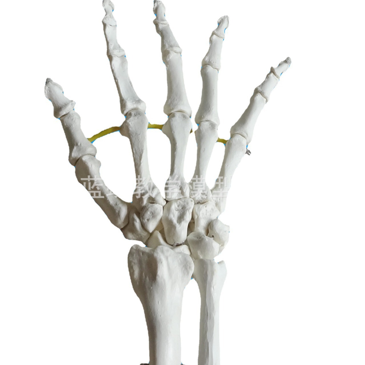 ���� �ֹؽ�ģ�� �ֹǳ߹Ǻ����ģ��������� ���ƹ���ģ��