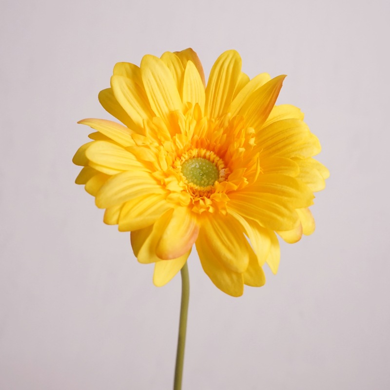 Feel moisturizing African chrysanthemum-yellow