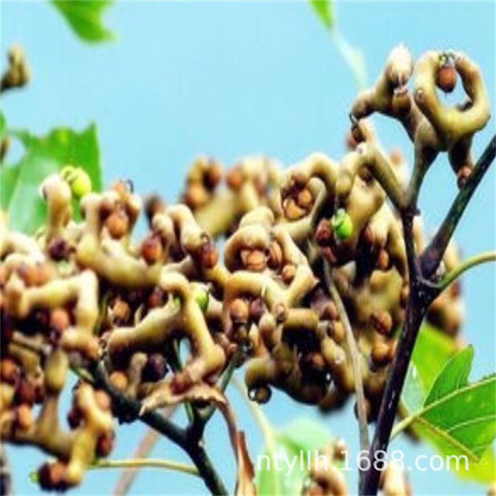 出售果树苗 拐枣苗 当年结果苗 神奇果树苗鸡爪子 万寿果金钩子-阿里巴巴