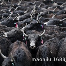 ���ؚ�ţ һ�^��ţ�����X ���ؚ�ţ������Xһ�� ��ţ�r��