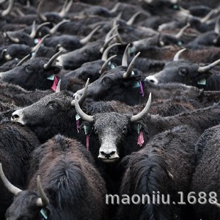 ���ؚ�ţ һ�^��ţ�����X ���ؚ�ţ������Xһ�� ��ţ�r��