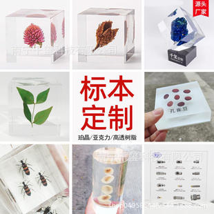 Resin Specimen Chinese Herbal Plant Dried Flower Seeds Acrylic Embedded Perot Crystal Transparent Ornaments Display Wholesale