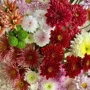 云南昆明基地水养鲜花