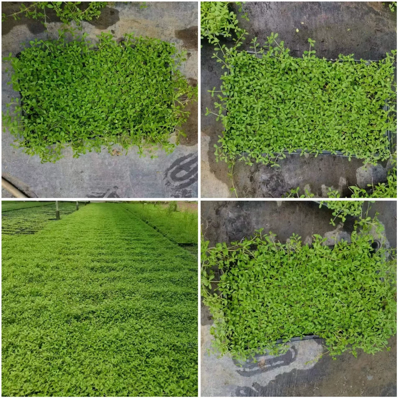 Трава Golden Sand Manji, почепокрывающее растение, устойчивое к вытаптыванию и холоду, подходит для ландшафтного дизайна сада, поставляется с почвой.