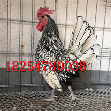 婆羅門種雞活體價格觀賞雞活物雞苗 波蘭雞幼苗哪里有賣的梵天雞