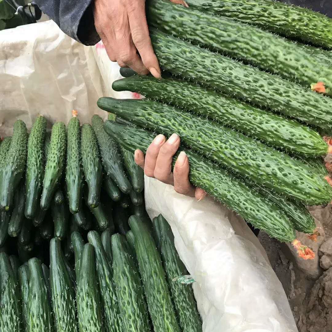 Привитые прочные женские саженцы дыни с короткой ручкой и плотными шипами, рассады овощей Shouguang, маслянистая большая дыня