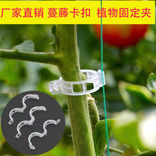 园艺植物夹藤蔓固定卡扣 吊秧绑蔓扶蔓夹 果蔬秧苗爬藤支撑杆固定