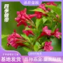 王子种植观赏园林苗圃
