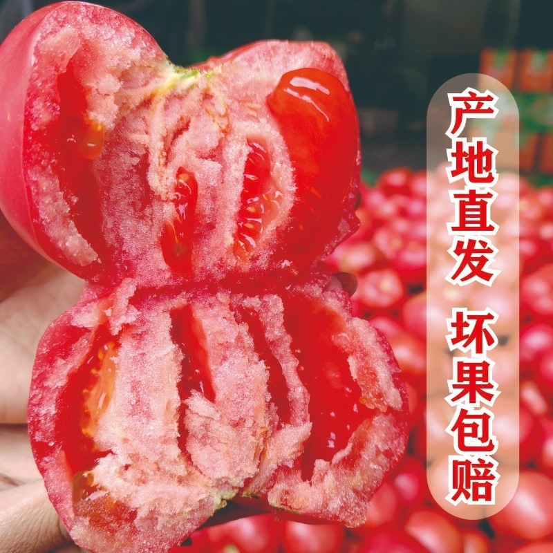 四川攀枝花西红柿新鲜现摘生吃水果露天沙瓤自然冬瓜整箱当季