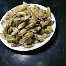 新鲜新货辛夷干净无杂颗粒饱满现货批发散装批发产地大货材中药材