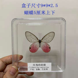 ✅晓红书晓晓推荐真蝴蝶标本拍照摄影道具科普教学小摆件真蝴蝶标