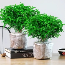 正宗清香胡椒木盆栽绿植驱蚊草花卉植物室内树苗九里香清香木老桩