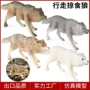 认知儿童仿真野生草原狼