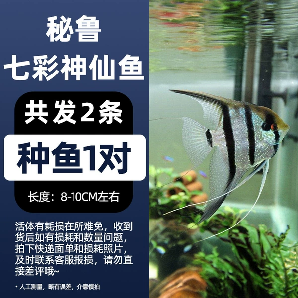 8-10cm Peruvian angel fish 1 pair