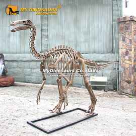 自贡仿真恐龙厂家 专业生产古生物骨骼模型 玻璃钢仿真恐龙骨架摆
