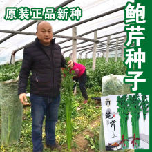 章丘鲍芹种子实心长细脆嫩芹菜种籽高产抗病大田播种蔬菜种子孑