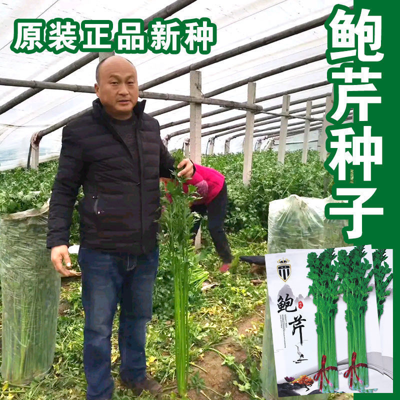 章丘鲍芹种子实心长细脆嫩芹菜种籽高产抗病大田播种蔬菜种子孑