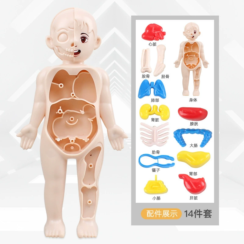 Steam, physiological minifigure, medicine constructor, science and technology, body organs, DIY, early education