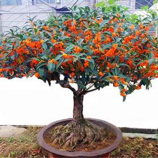 Osmanthus Tree Potted Plant Indoor and Outdoor Courtyard Bonsai All Year Round Golden Osmanthus Blooming Fragrant Florals and Florals
