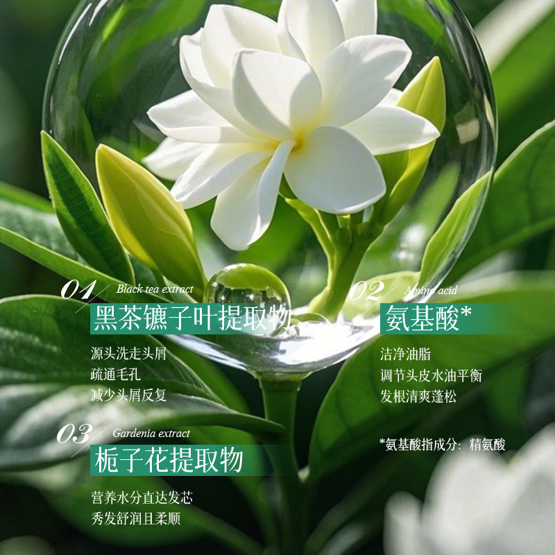 氨基酸蓬松去屑洗发露WHSA 深层修护控油黑茶栀香洗发水 厂家批发|undefined