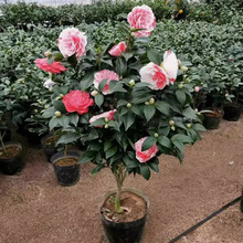 һlɽ軨̨ͥԺļͺܾGֲ