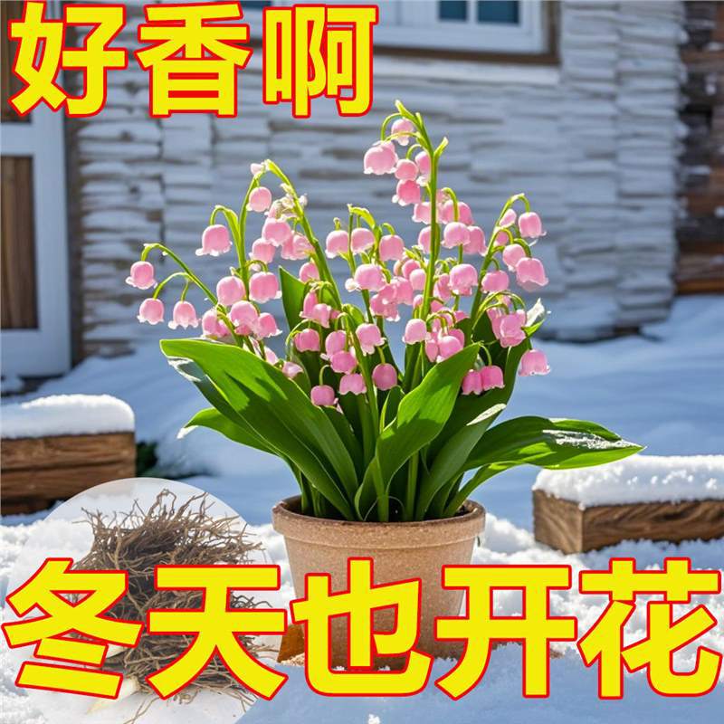 [Te doy una maceta de orquídeas con raíces y brotes, buena resistencia al frío, fragancia fuerte, plantas en floración hidroponía, flores de cultivo de tierra.