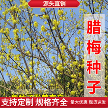 ² D÷N D÷N tD÷ SɫD÷  N D÷ 