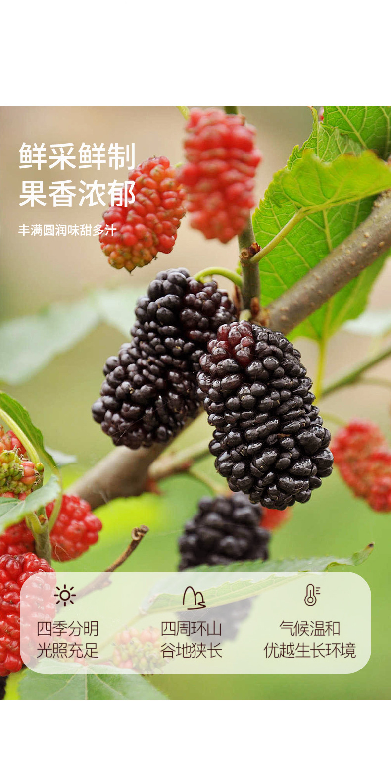 Dried Mulberry Fruit Tea Sang Shen Zi 400g Canister Sichuan Herbal Wellness Tea quality and texture