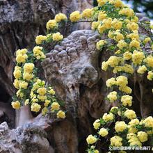 �Sľ�㻨�����ԝ����ļ������������̨�����Nޱֲ�����ۼtľ�㻨