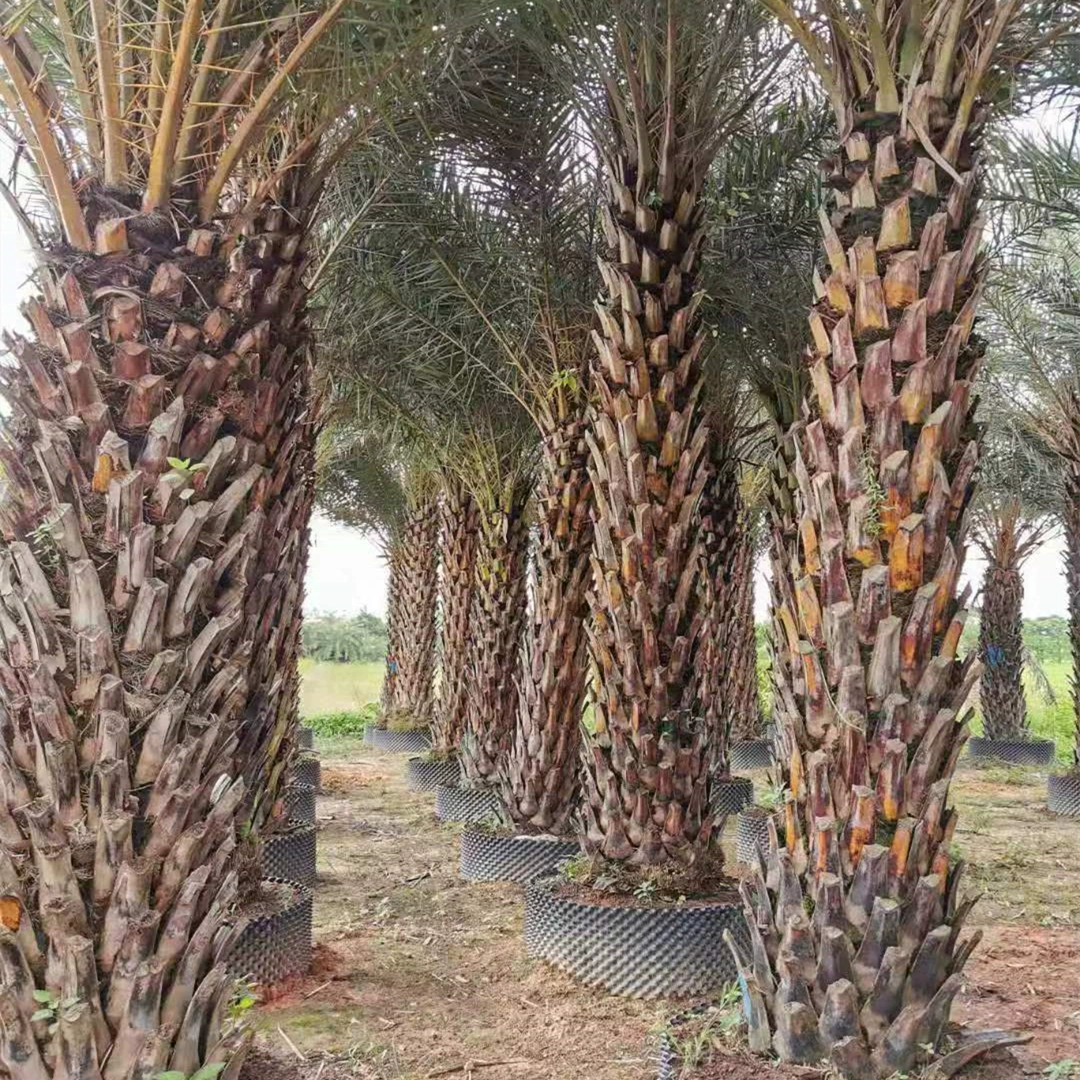 Оптовая продажа фиников из Фуцзяня, Цзянсу и Цзянси, цена на финики из Цзянсу.