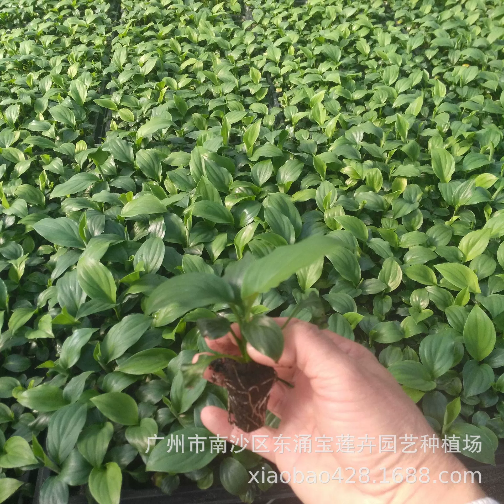 Источник производители поставляют большое количество комнатных лиственных цветочных растений белый Таро Халк белая Пальмовая вилка саженцы оптом