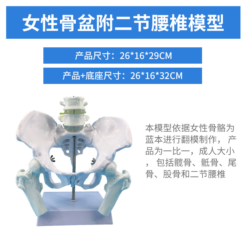 Ů�Թ���ģ����Ȼ�����ؽ����ǳܹǽṹ�츾����չʾ��ѧҽѧ