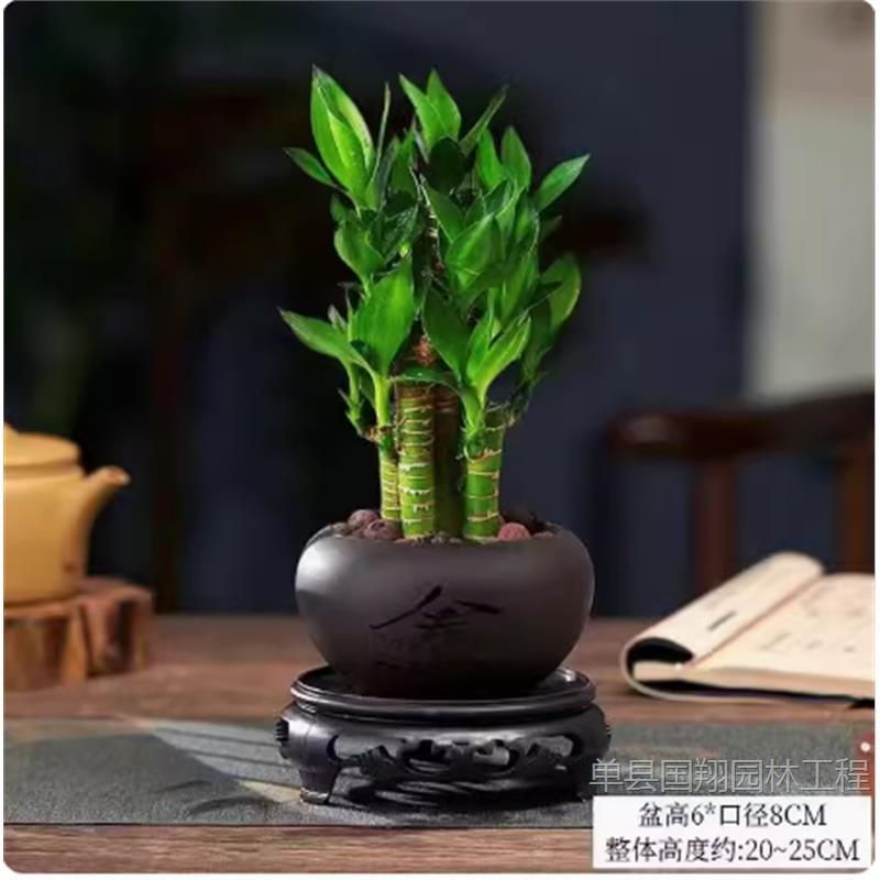 Fugui Bamboo Indoor Lucky Green Plants BBQ Lotus Bamboo Hydroponic…