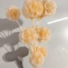 Champagne color