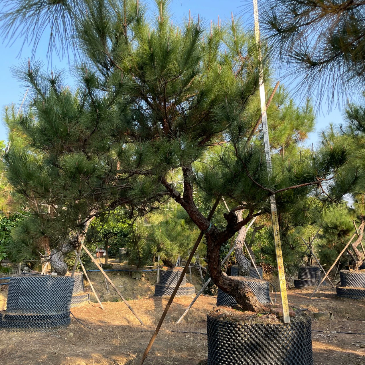 2311 Садовая база поставляет изогнутые стержни в форме соснового сосны сосны 4-5 м м.