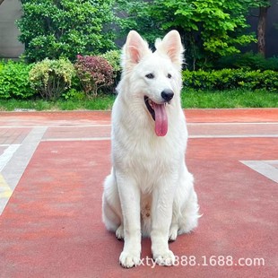 ���l���N��ʿ����Ȯ���w��Ȯ���׵�������Ȯ���B����Ȯ�׵���С��